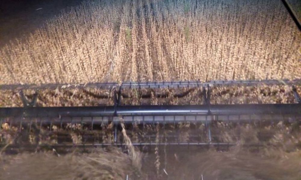 Productor obtuvo 4.500 kilos por hectárea en soja de primera